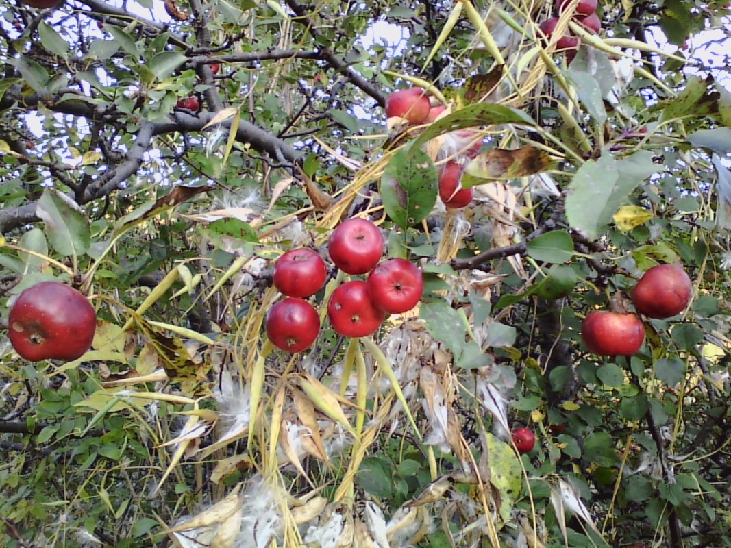 Wild red crabapples on branch in fall