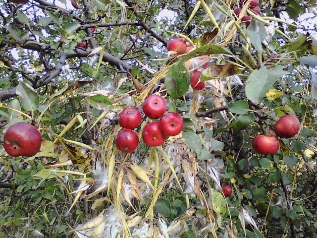 Wild red crabapples on branch in fall