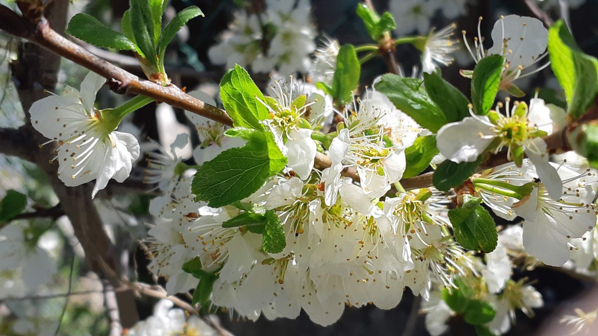 Light shining through white apple blossoms on branch