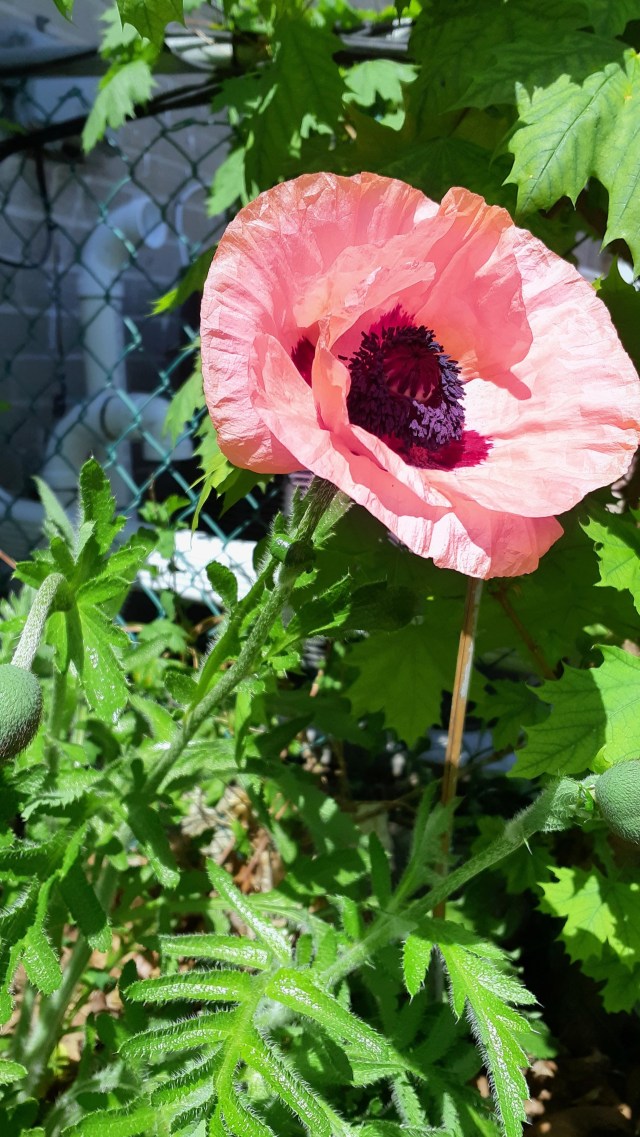 Salmon pink Oriental poppy bloom in urban garden