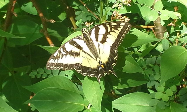 Yellow and black striped, Eastern Tiger Swallowtail Butterfly, Papilio glaucus sunning itself on plant.