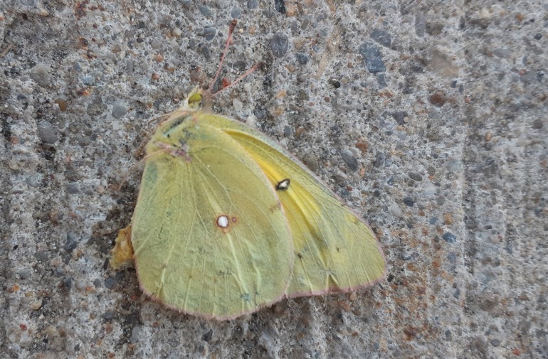 Yellow, Clouded Sulphur Butterfly, Colias philodice on sidewalk in mid-summer.