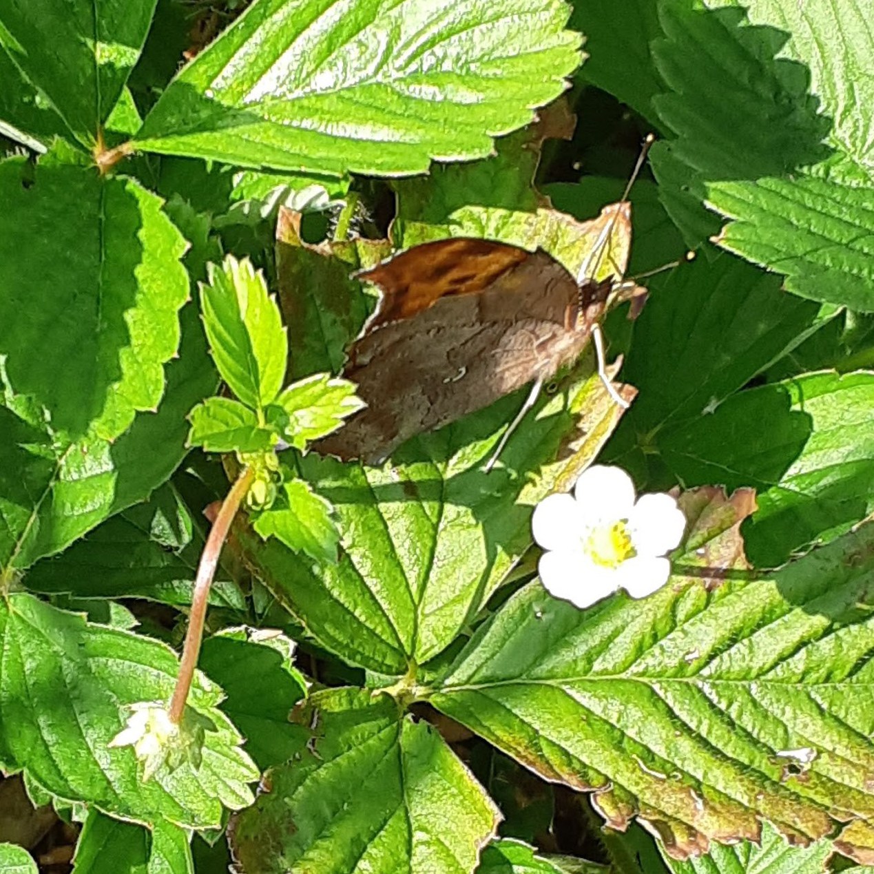 Underside of wing on a Question Mark Butterfly Polygonia interrogationis showing silver question mark