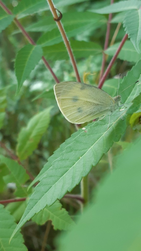 Cabbage White butterfly among wild plants.
