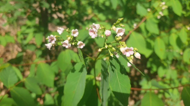 Pink and white Spreading Dogbane flowers