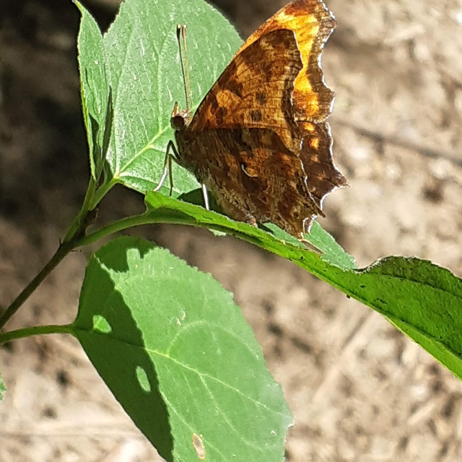 Eastern Comma Butterfly, Polygonia comma, underside of wings, showing silvery comma mark
