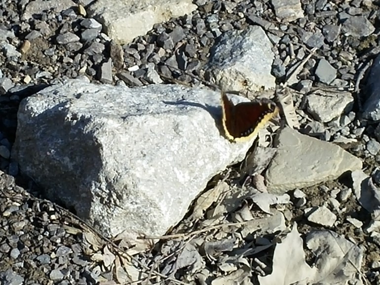 Black and yellow, Mourning Cloak Butterfly, Nymphalis antiopa, warming itself on rock