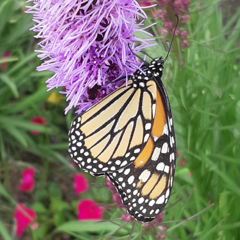 Orange and black striped monarch butterfly drinking nectar from blazing star, Liatris spicata