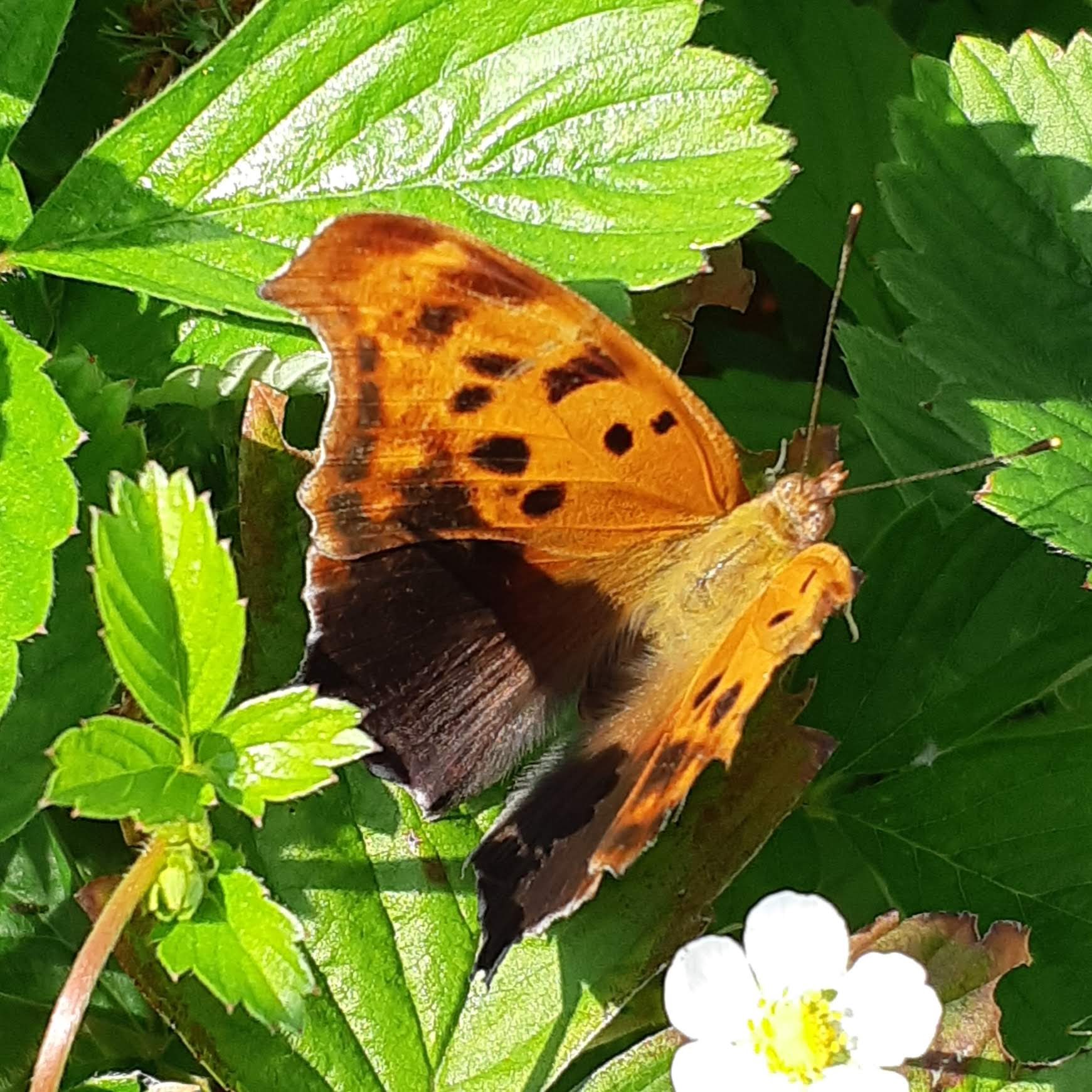 Extremely worn Question Mark Butterfly Polygonia interrogationis