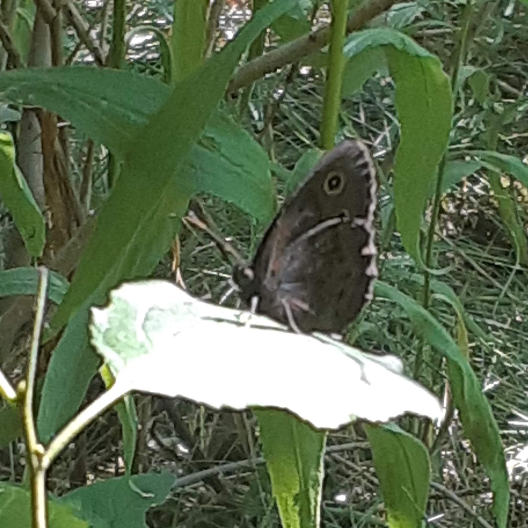 Common Wood Nymph Butterfly, Cercyonis pegala, in woods, resting on leaf