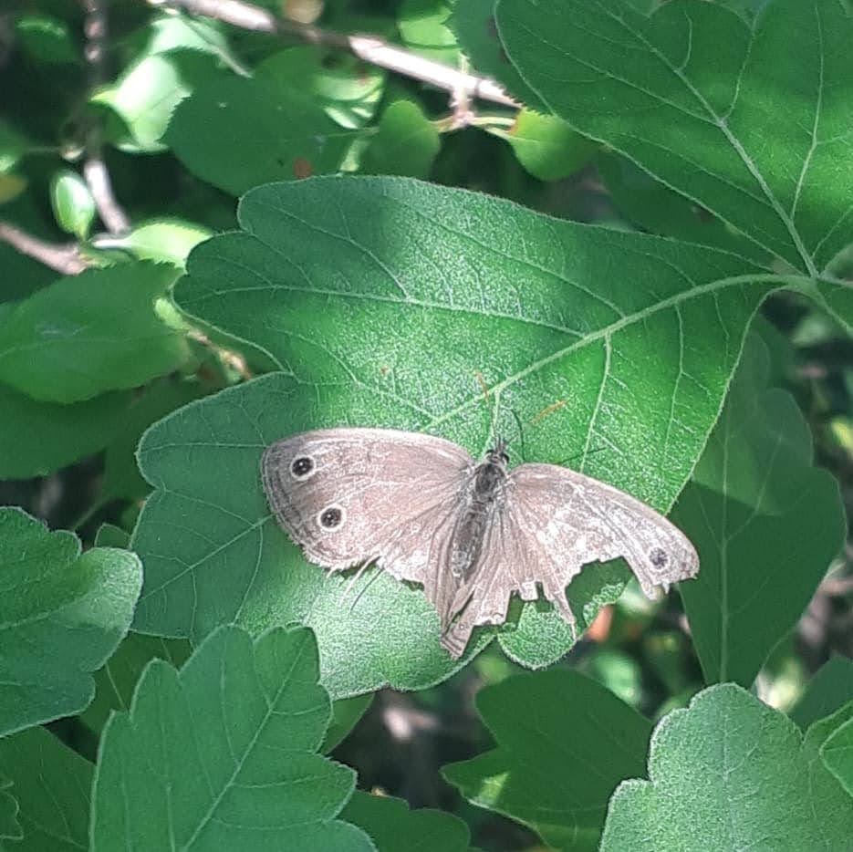 Little Wood Satyr Butterfly, Megisto cymela, very worn, wings damaged