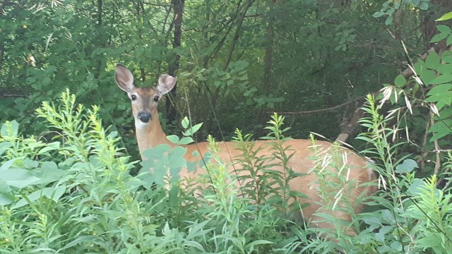 White-Tailed Deer Odocoileus virginianus in forest behind some plants
