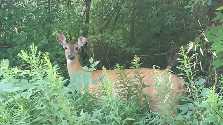 White-Tailed Deer Odocoileus virginianus in forest behind some plants