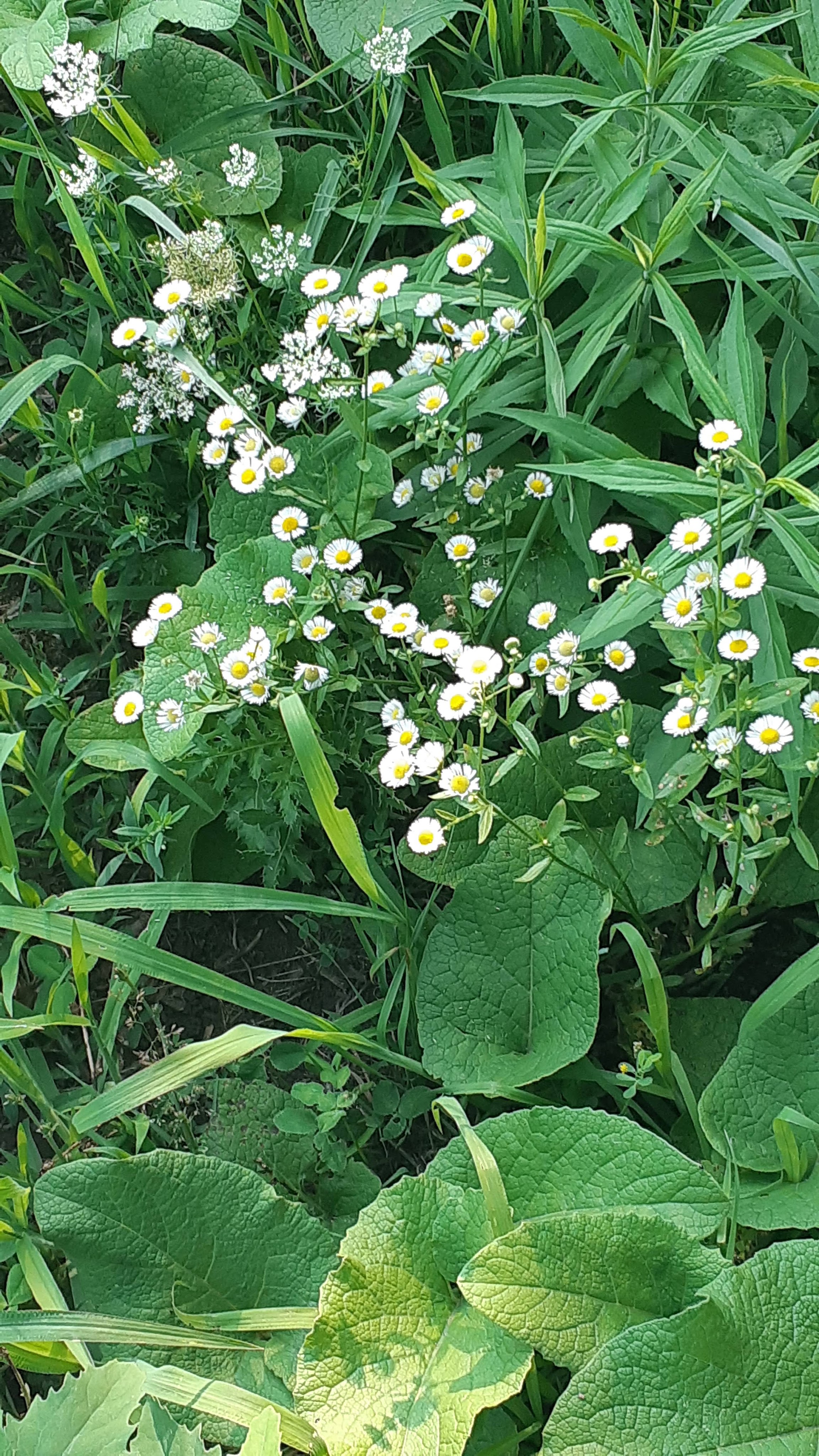 Fleabane, overexposed, whites blow out and blurry.