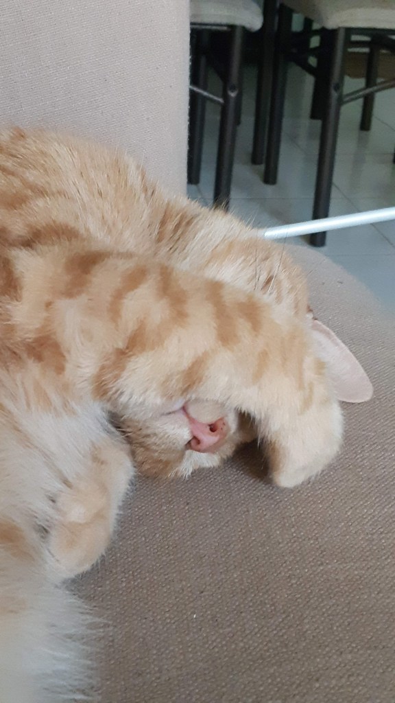 Ginger tabby cat with paw over eyes