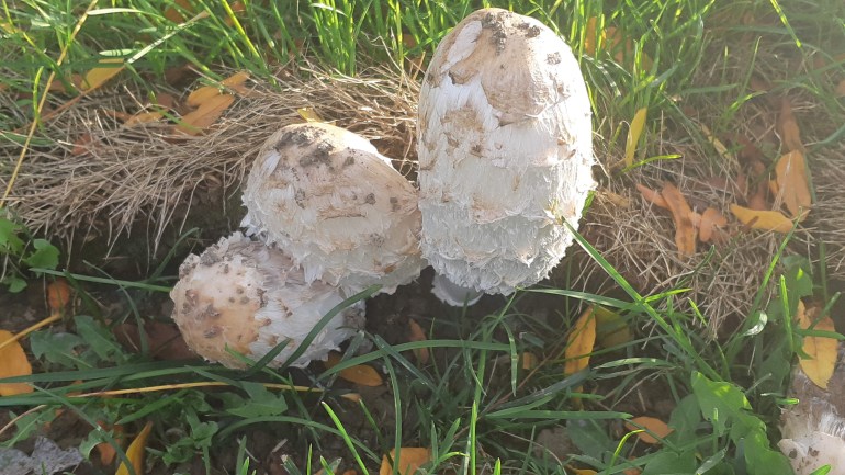 Shaggy mane mushrooms peeking out from under a piece of sod.