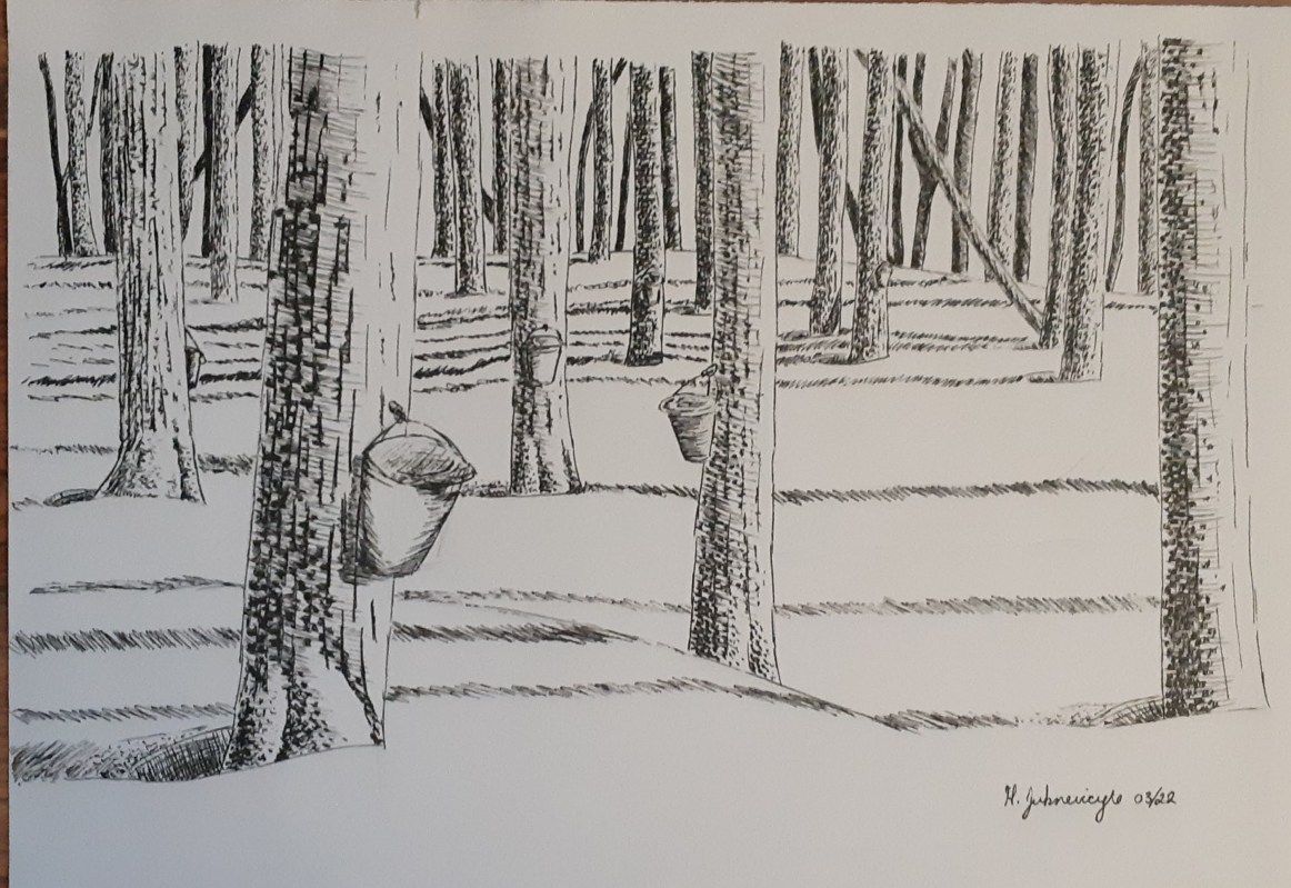 Pen on paper image of maple trees being tapped for maple syrup
