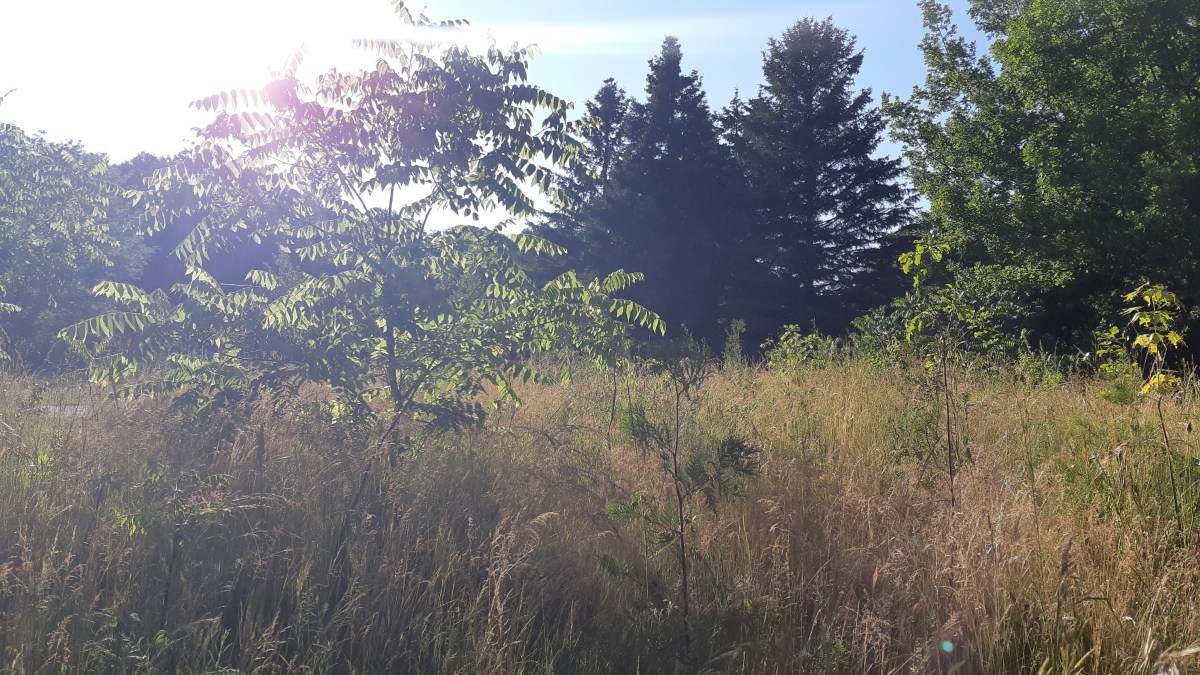 Flower meadow in high summer with sunlight shining through a small tree's leaves and grass seed heads