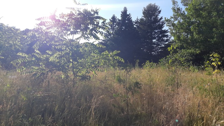 Flower meadow in high summer with sunlight shining through a small tree's leaves and grass seed heads