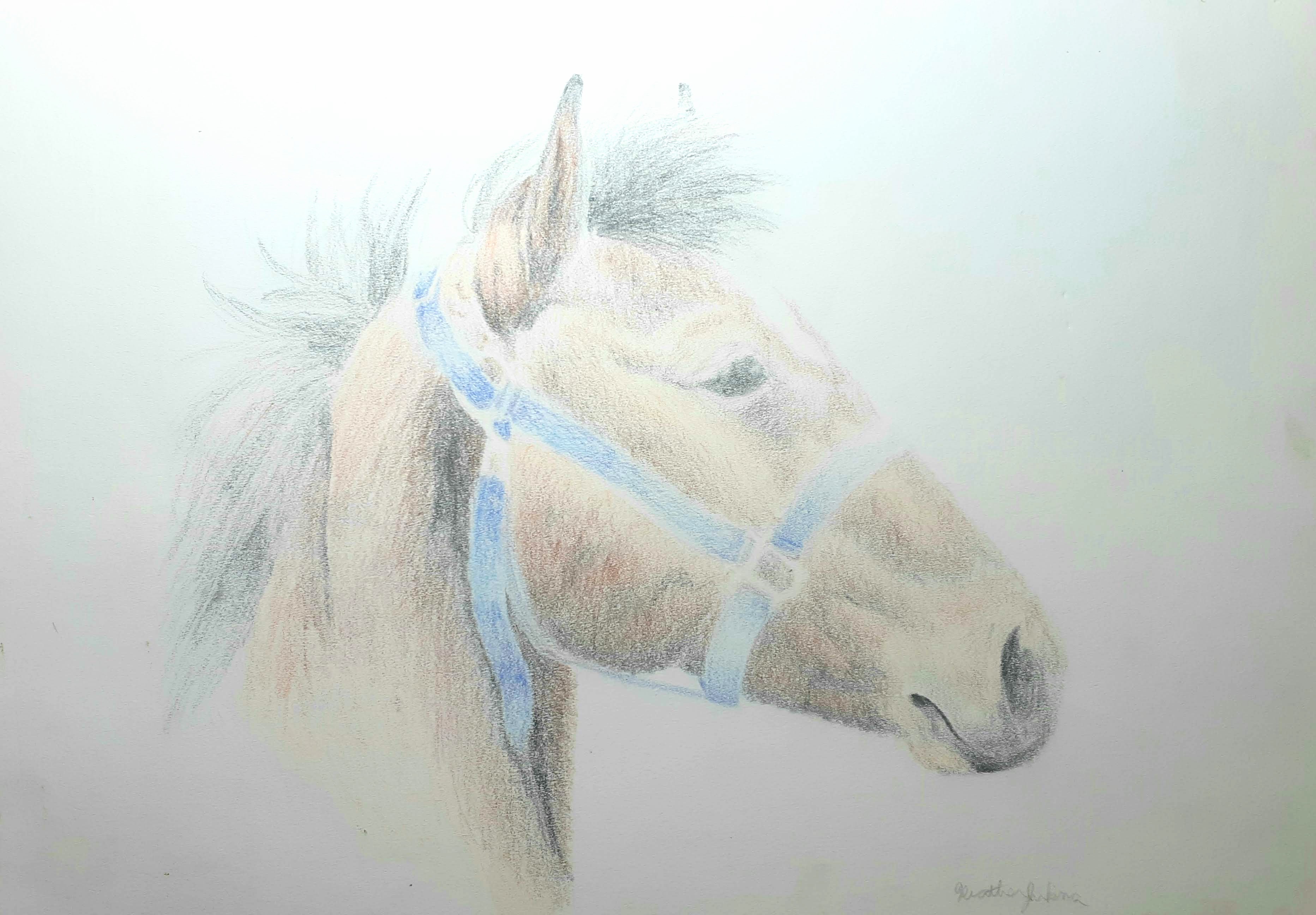 Coloured drawing of a horse head with blue halter.