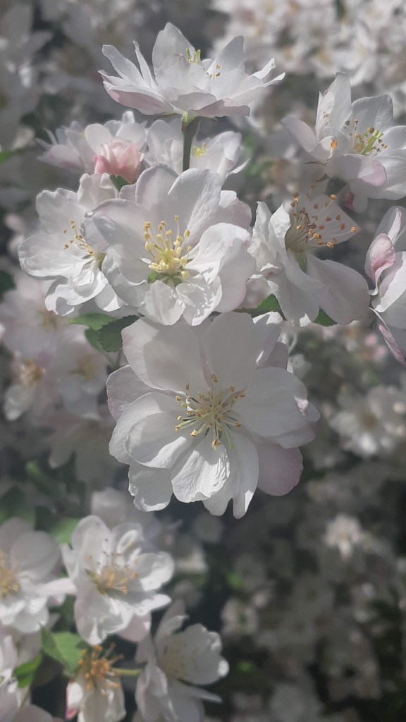 Close up of semi double flowering crabapple blossoms