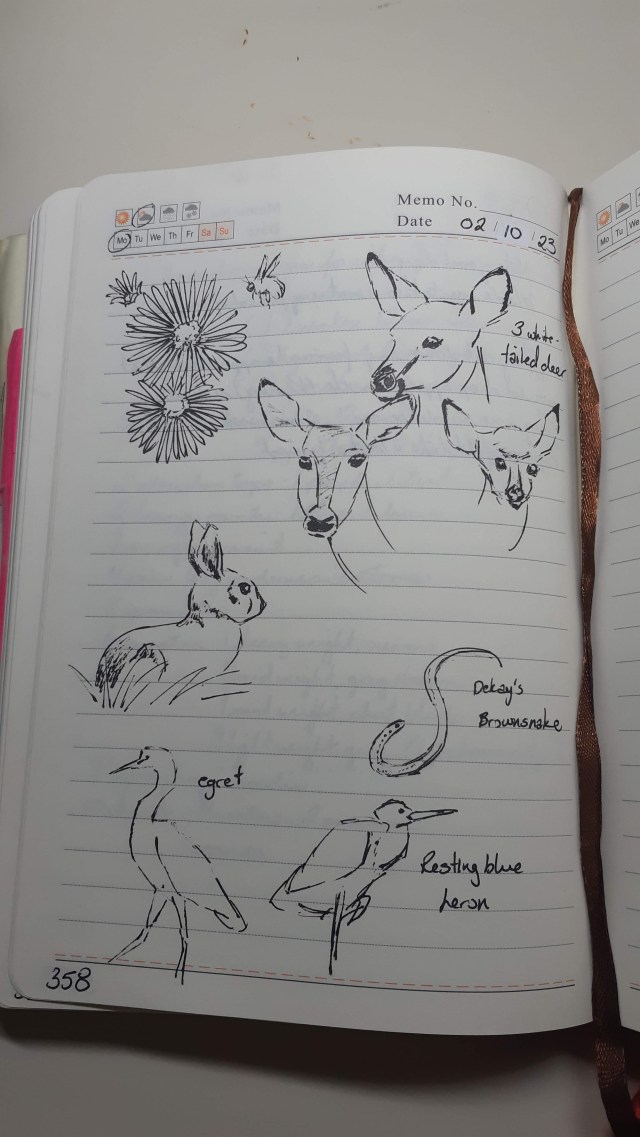 Page from nature journal for October 2 with deer, aster, rabbit and birds