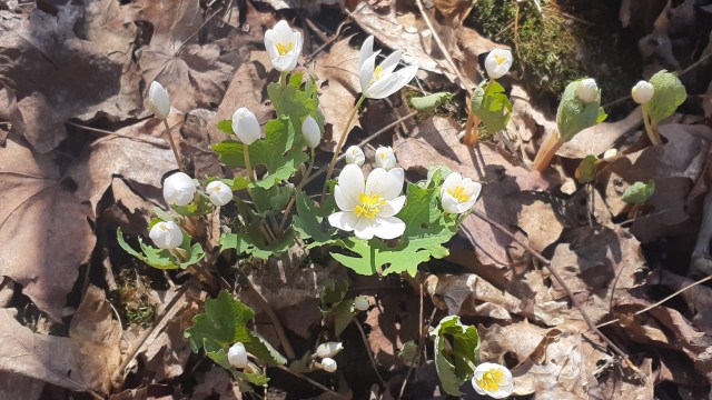 Starry white flowers of bloodroot shine brightly among drag brown leaves from last autumn.