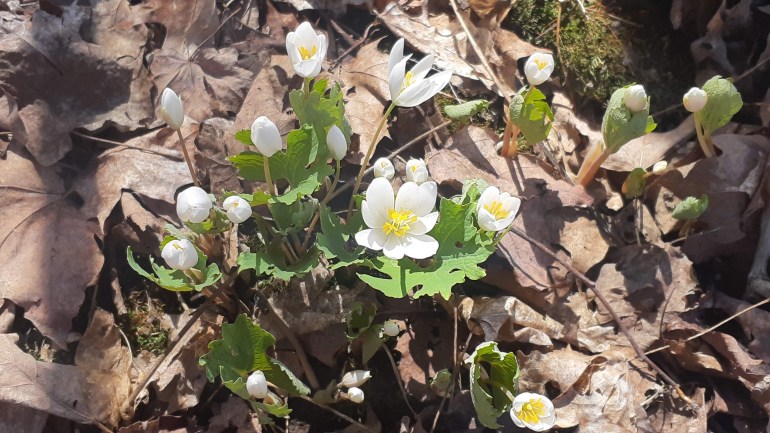 Starry white flowers of bloodroot shine brightly among drab brown leaves from last autumn.