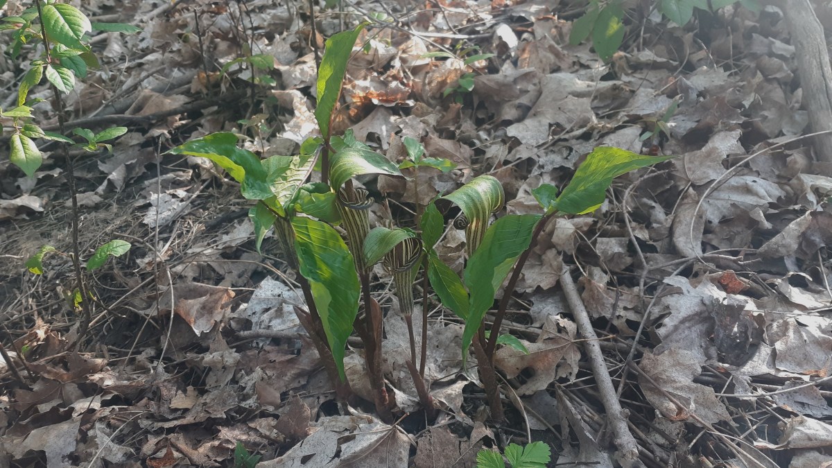 Group of four Jack-in-The-Pulpits blooming in the brown leaf litter on the forest floor.