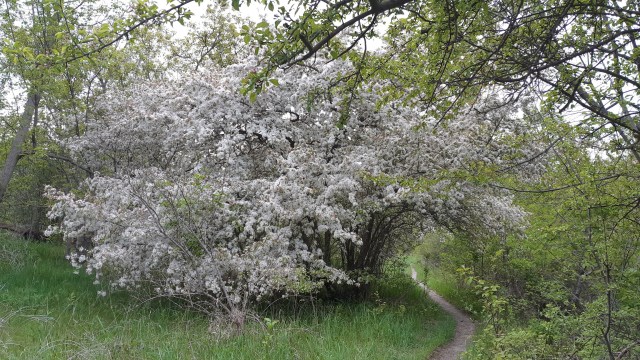 White blossoms festooning the branches of a shrubby crab apple in spring, arching over a foot path through a park.