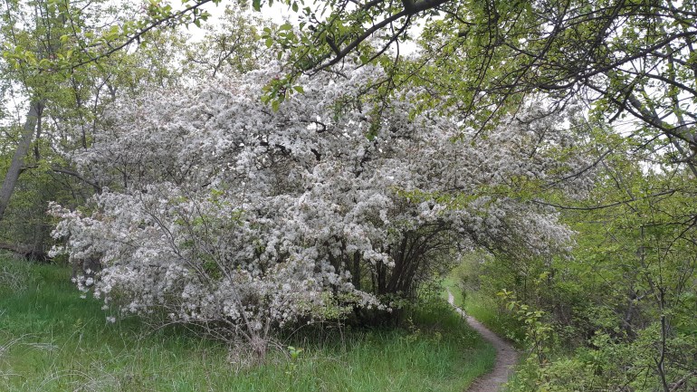 White blossoms festooning the branches of a shrubby crab apple in spring, arching over a foot path through a park.
